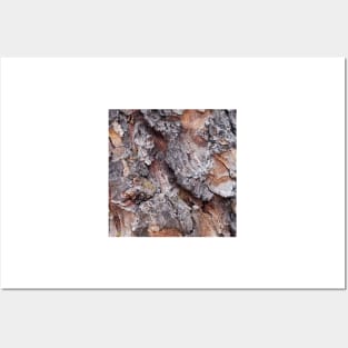 White Fir Tree Trunk Posters and Art